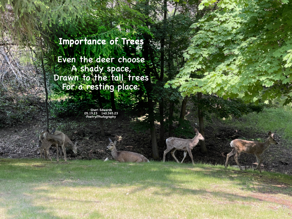 On my daily walk, I disturbed the mule deer resting in the shade of the tall trees in Cole Park. I turned to walk away from them and they returned to their naps.