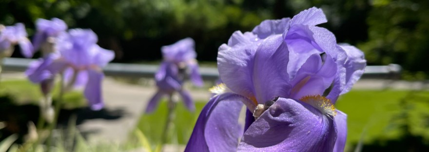 Purple iris in Cole Park