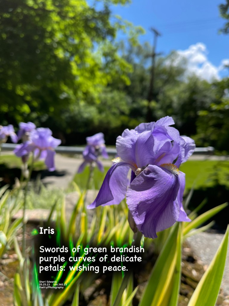 Purple iris in Cole Park