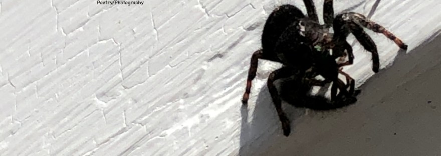 On our front door, the little jumping spider watches and waits to leap on the next insect for dinner.