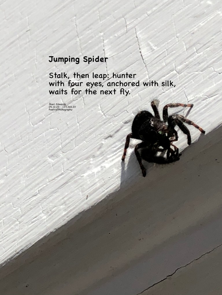 On our front door, the little jumping spider watches and waits to leap on the next insect for dinner.