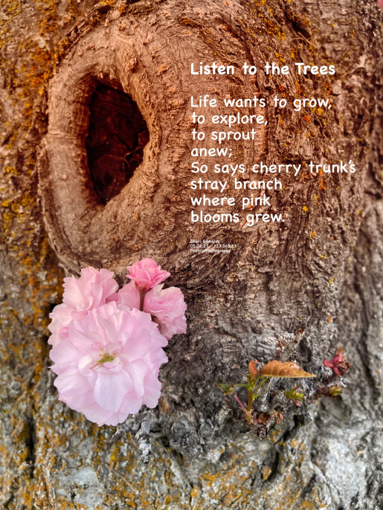 Low on the cherry tree’s trunk, a stray branch grew with five pink blossoms.