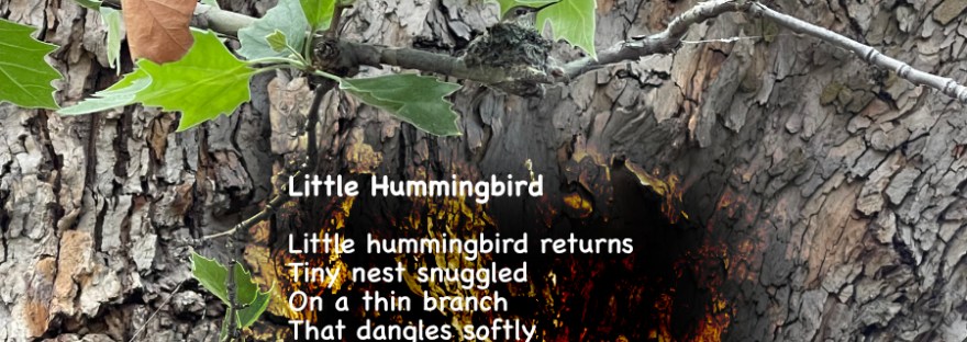 Small hummingbird in its nest dangling from a small branch on the giant sycamore.