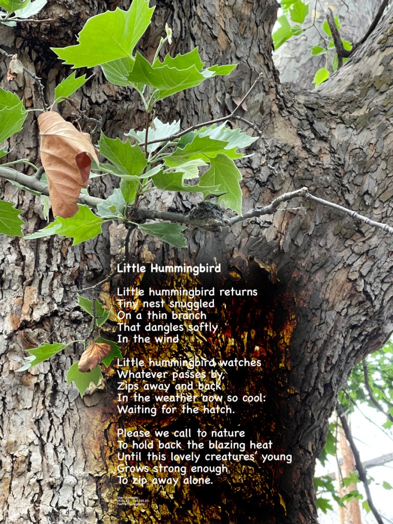 Small hummingbird in its nest dangling from a small branch on the giant sycamore.