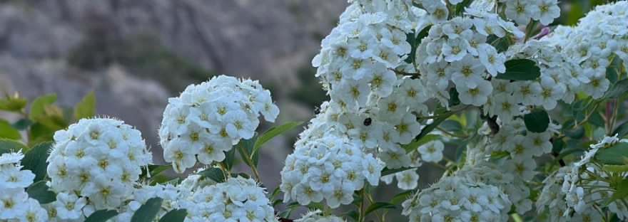 In the park, white blossoms celebrate the love and strength of mothers and all those who women who influence us on Mother’s Day, 2023.