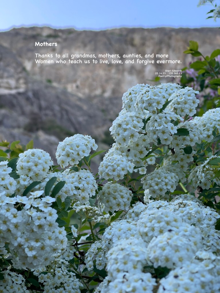 In the park, white blossoms celebrate the love and strength of mothers and all those who women who influence us on Mother’s Day, 2023.