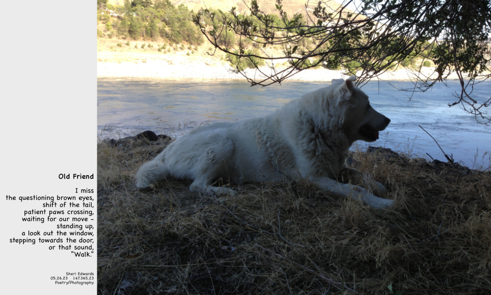 Our little dog, a purebred Rezmut [reservation mutt], old and tired, in a favorite spot: under a tree by the water.