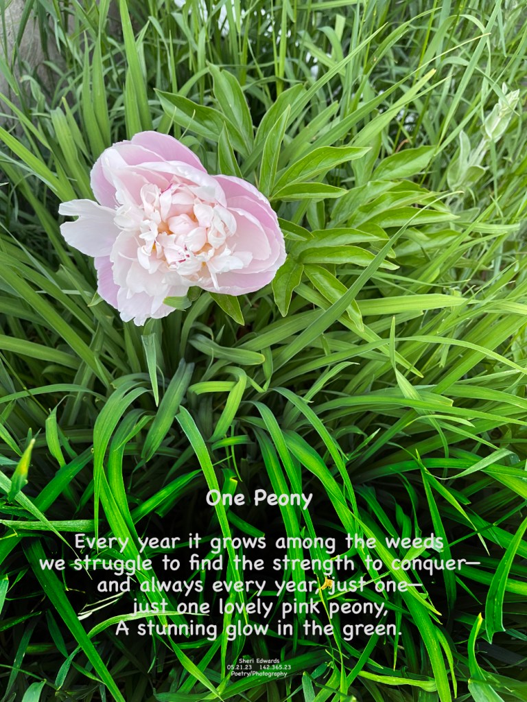 Our one peony in our weeds, a stunning pink in the green.