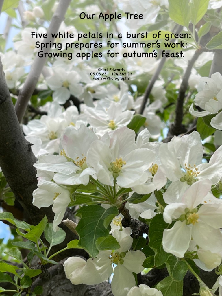 Our apple tree in full bloom.