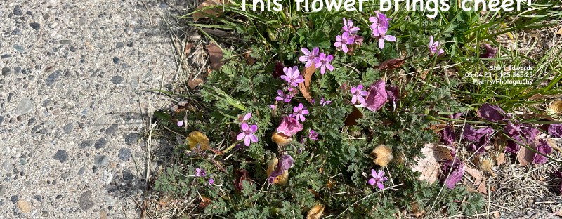 Pinweed fills the corners of the lawn.