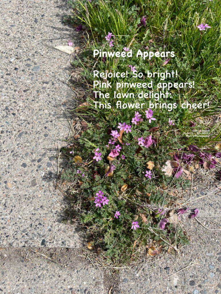 Pinweed fills the corners of the lawn.