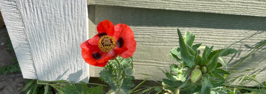 Poppy— one blossoming of hundreds of planted seeds for a spot of color.