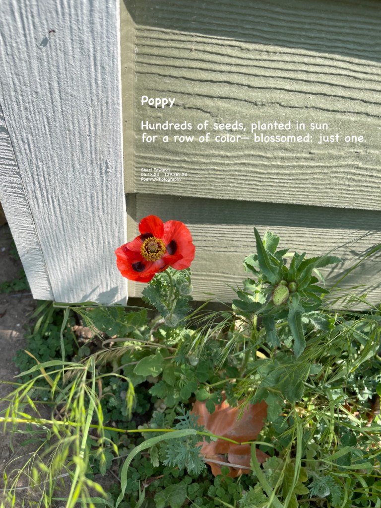 Poppy— one blossoming of hundreds of planted seeds for a spot of color.