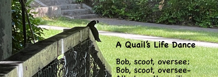 A quail bobs along the bridge railing in Cole Park