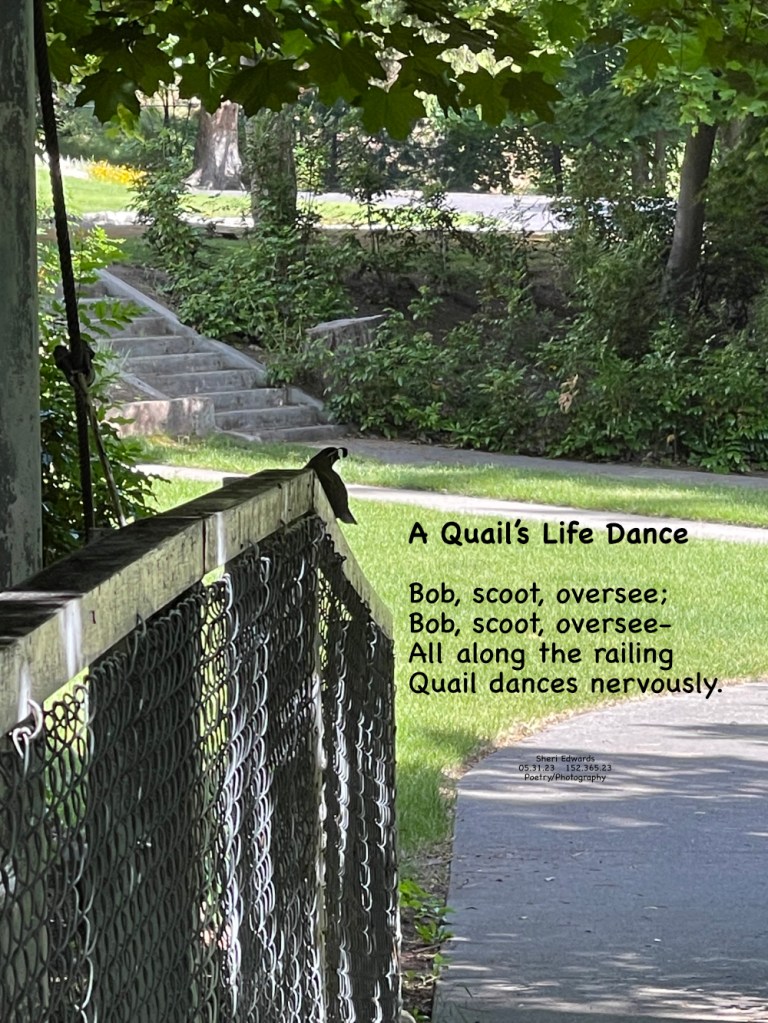 A quail bobs along the bridge railing in Cole Park
