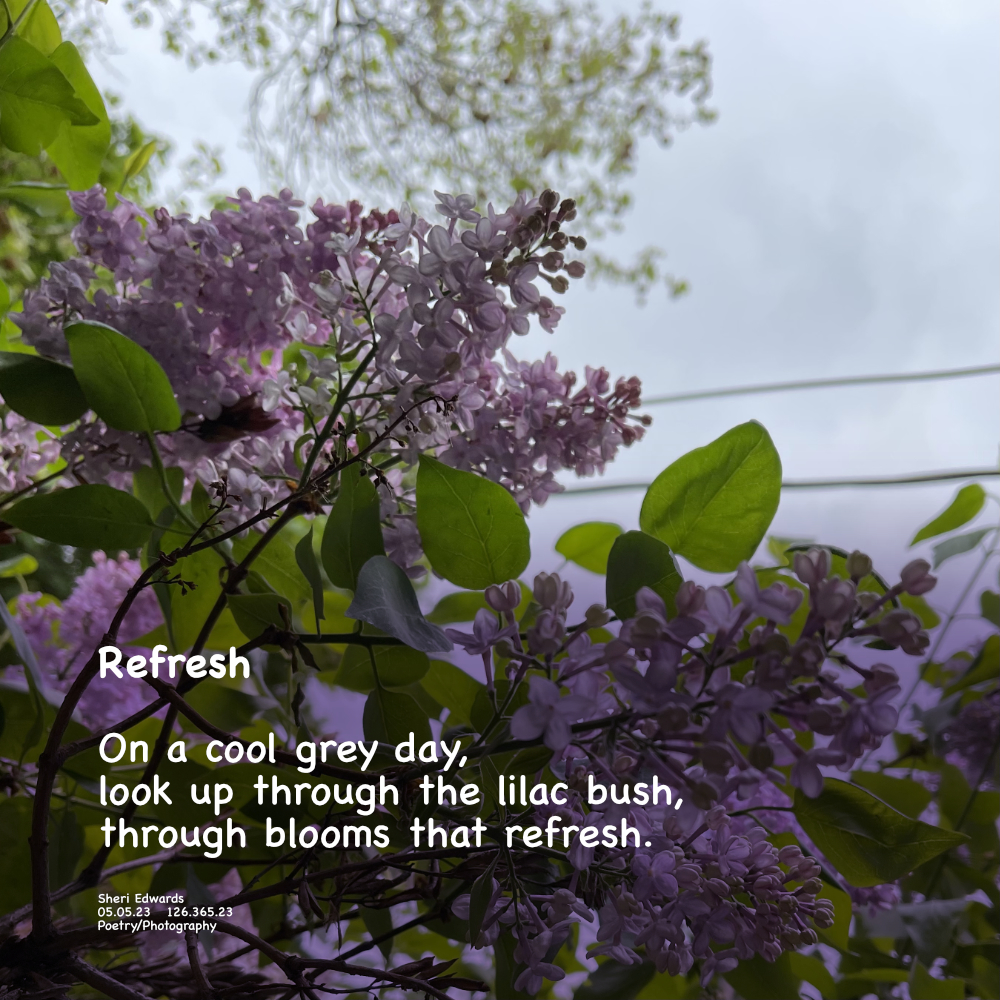 After a stormy night, a grey day lightens when viewed through a blooming lilac bush.