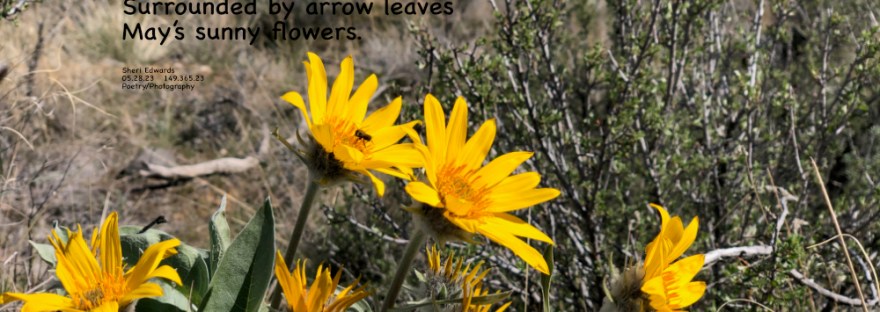 Sunflowers at Crescent Bay on Lake Roosevelt, Washington