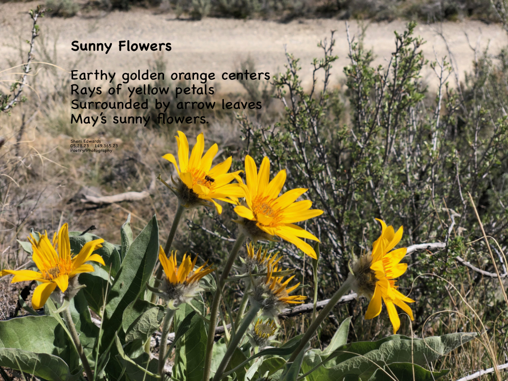 Sunflowers at Crescent Bay on Lake Roosevelt, Washington