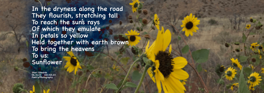 Helianthus annuus, or the common sunflower, blooms along the dirt road leading to a view of the Columbia River, somewhere in Douglas County, Washington.