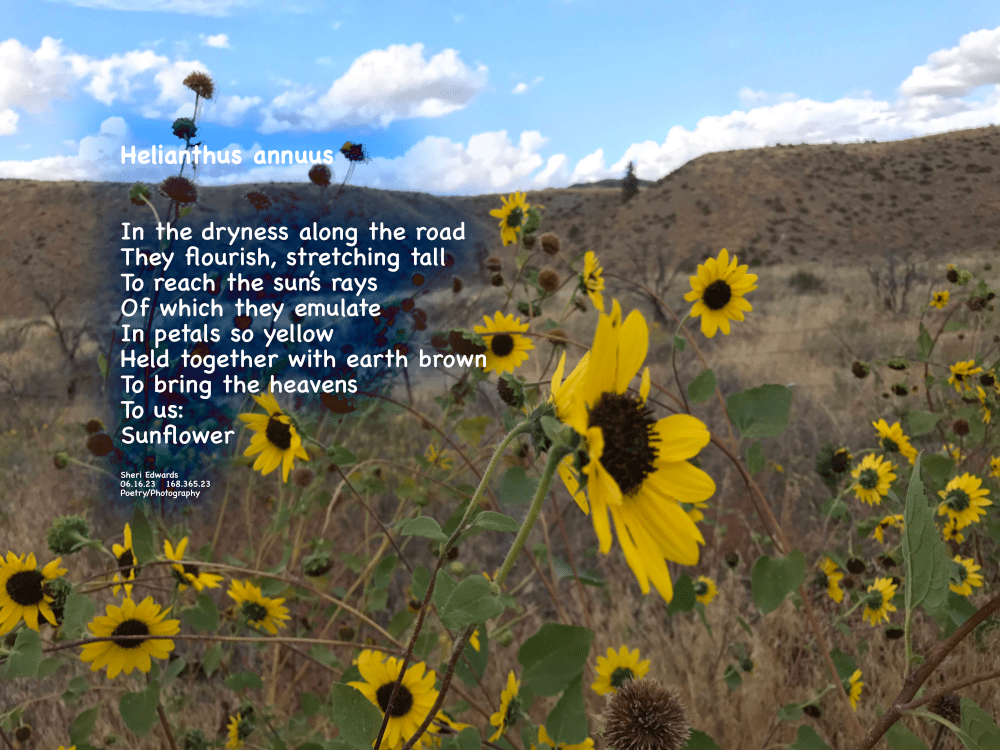 Helianthus annuus, or the common sunflower, blooms along the dirt road leading to a view of the Columbia River, somewhere in Douglas County, Washington.