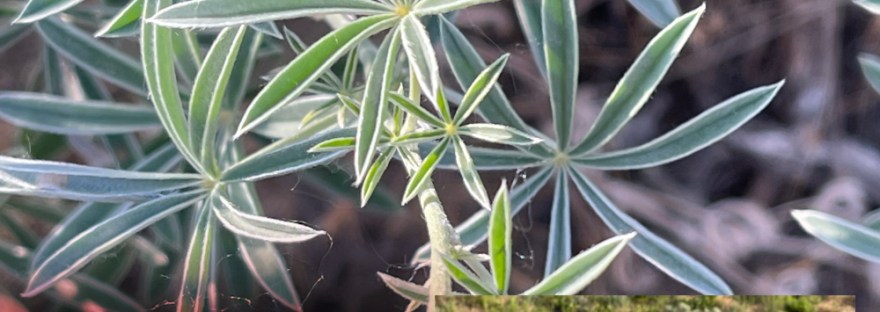 Lupine at Steamboat Rock State Park— a close-up of the star-like leaves.