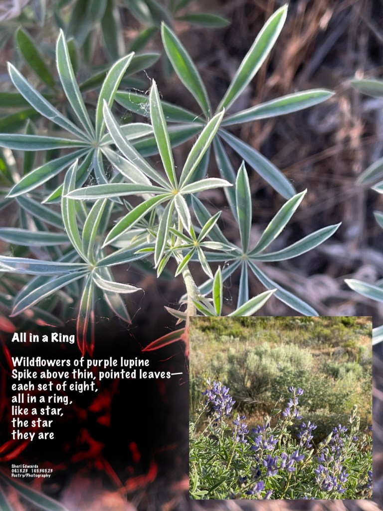 Lupine at Steamboat Rock State Park— a close-up of the star-like leaves.