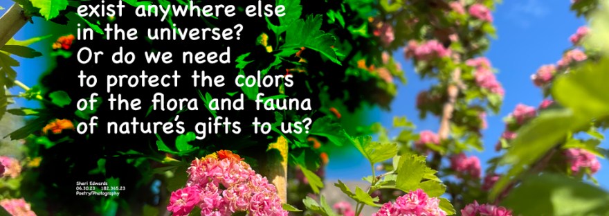 Our blooming hawthorn tree in May’s blue skies