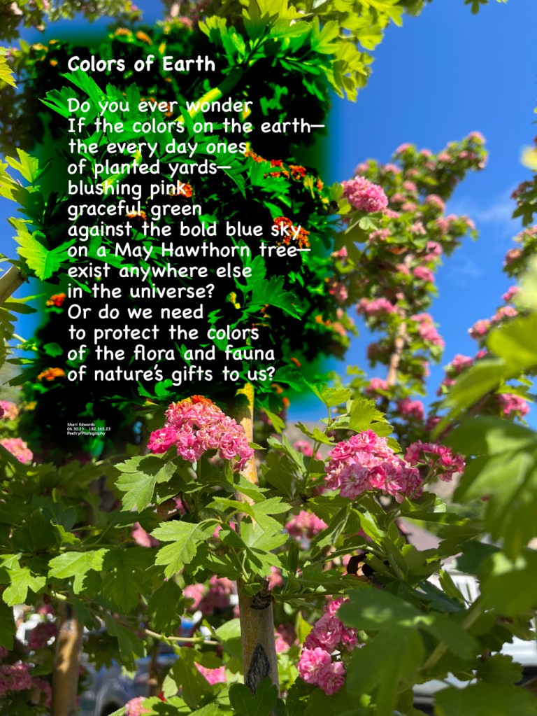 Our blooming hawthorn tree in May’s blue skies