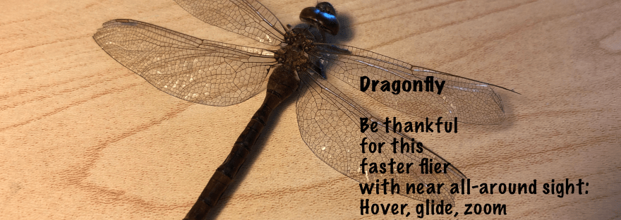Dragonfly found on the lawn like this by grandchildren.