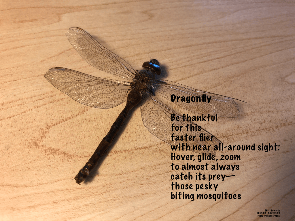 Dragonfly found on the lawn like this by grandchildren.