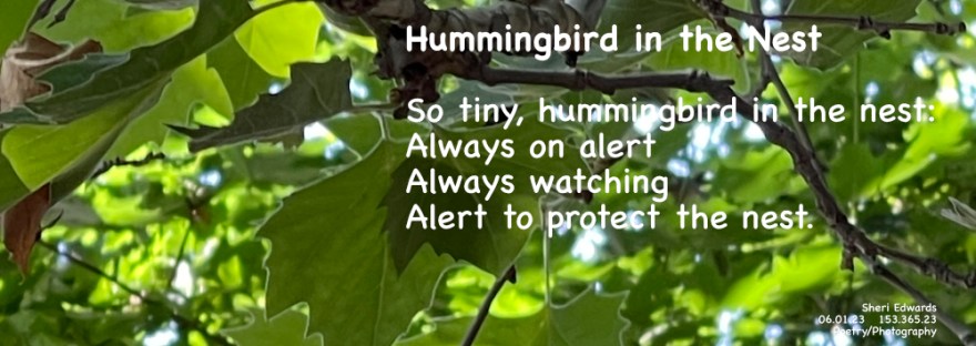 Hummingbird watches all people and creatures, especially cats, who wander beneath her delicate perch and nest.