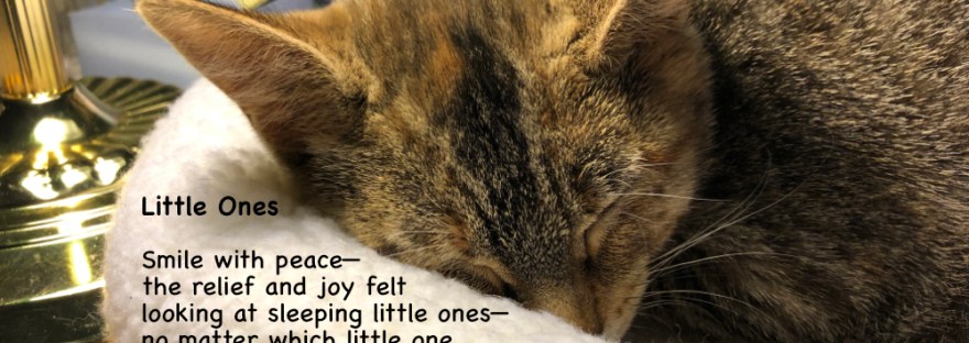 Cuteness is a little one, even a kitten, sleeping peacefully.