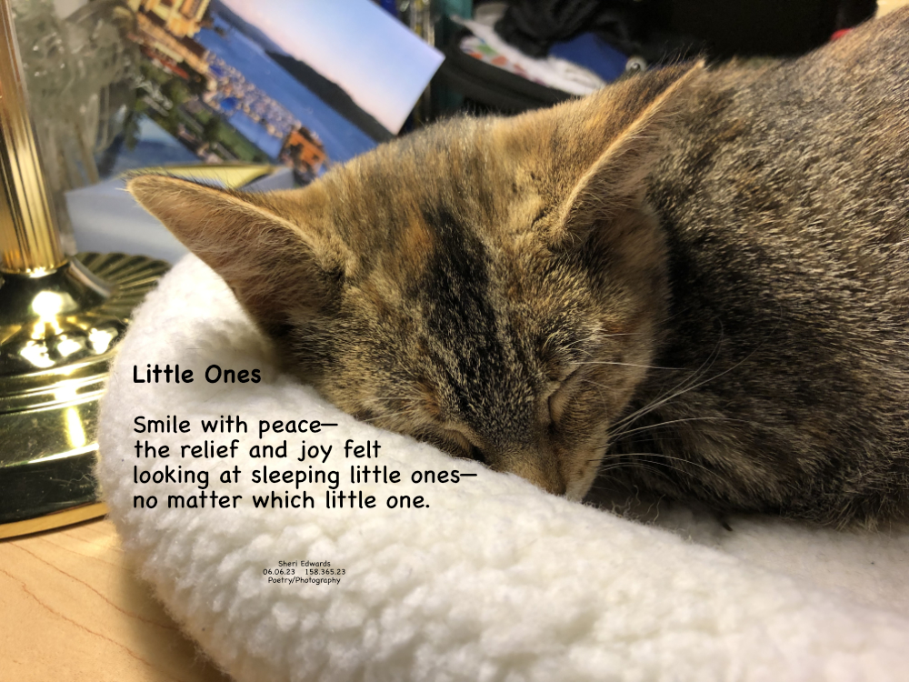 Cuteness is a little one, even a kitten, sleeping peacefully.