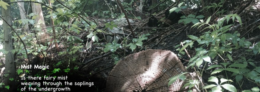 In Fiddle Creek, the sunshine filters through the canopy with what seems a mist weaving through the wildness of neglected land.