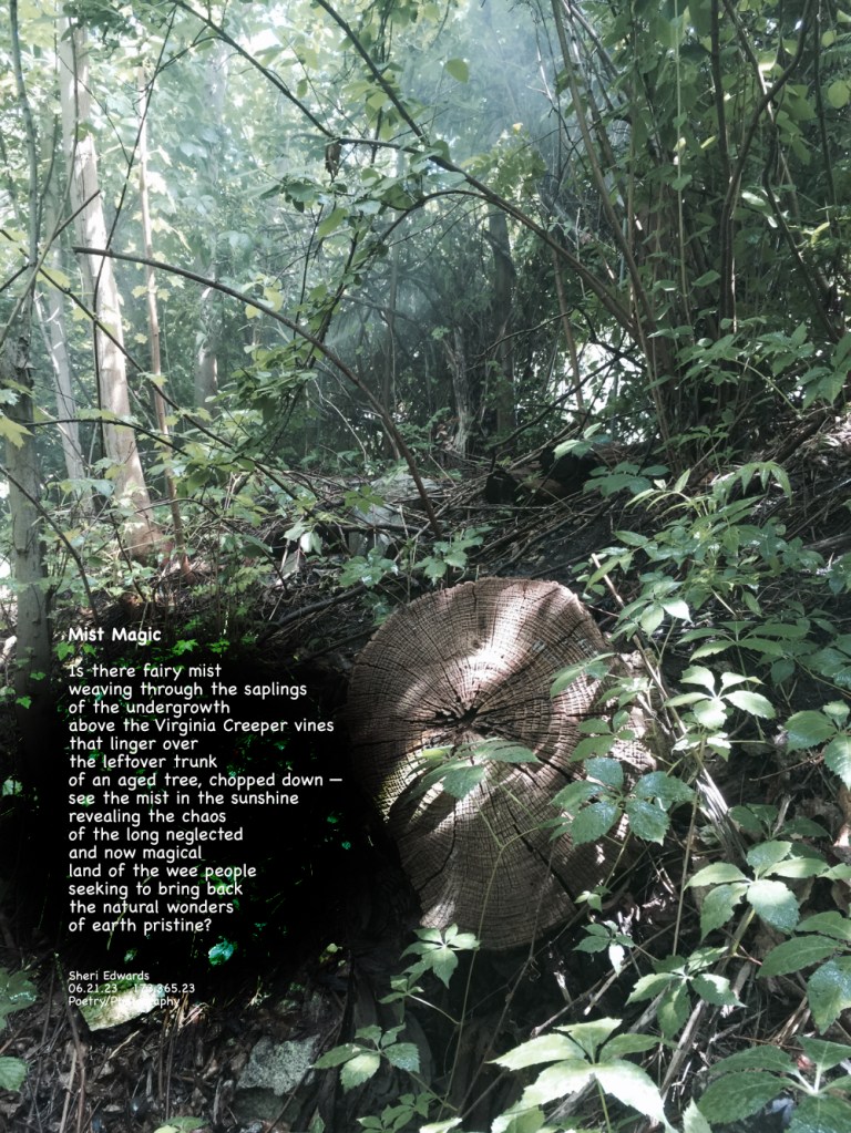 In Fiddle Creek, the sunshine filters through the canopy with what seems a mist weaving through the wildness of neglected land.