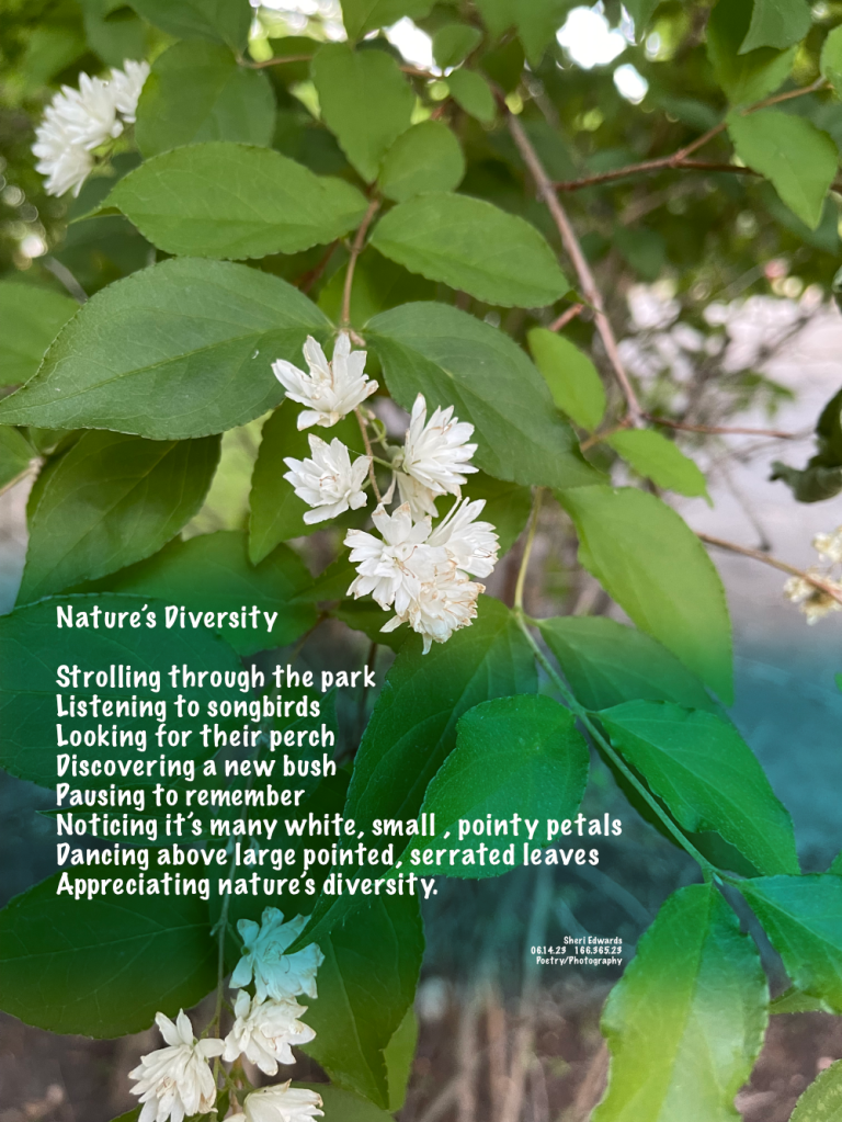 Daily Note

Every day, a photograph, a poem. 

Poetry

Nature’s Diversity 

Strolling through the park
Listening to songbirds 
Looking for their perch
Discovering a new bush
Pausing to remember 
Noticing it’s many white, small , pointy petals
Dancing above large pointed, serrated leaves
Appreciating nature’s diversity. 


Sheri Edwards  
06.14.23   166.365.23
Poetry/Photography

#clmooc #smallpoems #colepark #couleedam 

I think this is from the Family: Hydrangeaceae and Genus: Deutzia — a flowering shrub we hadn’t seen before in Cole Park on our walk.
