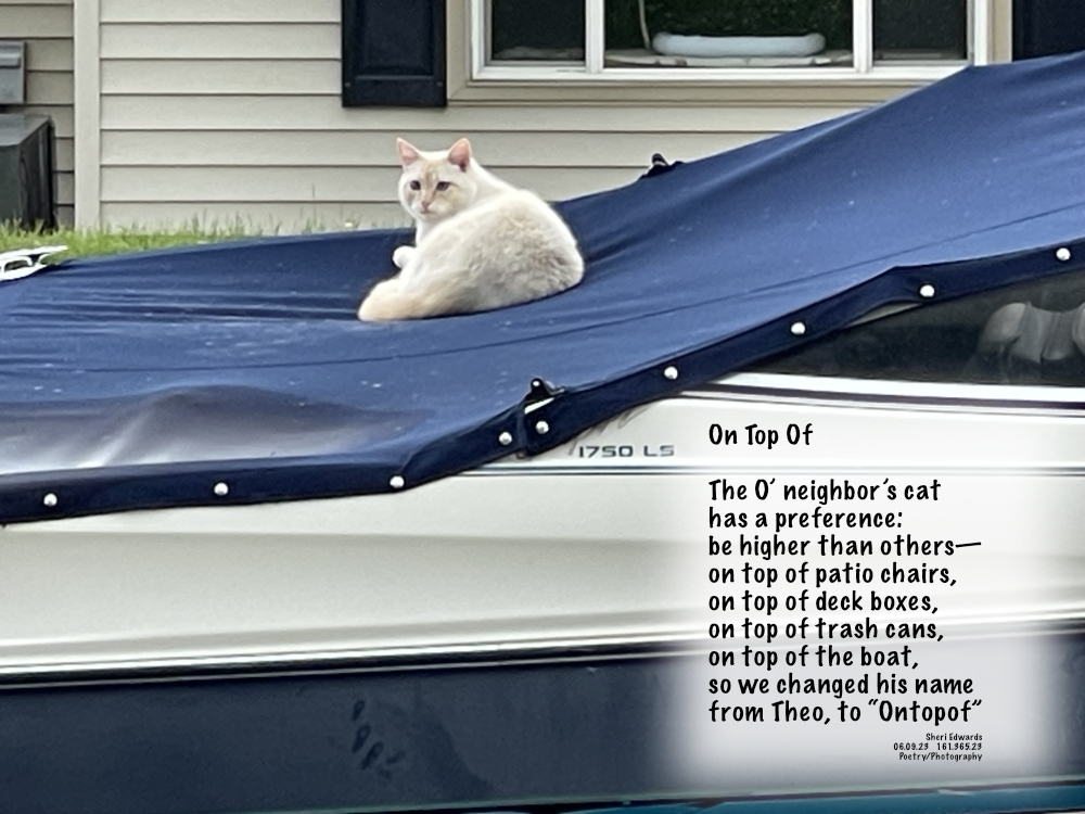 Theo, the neighbor’s cat, is now captain of the boat, lounging on the cover.