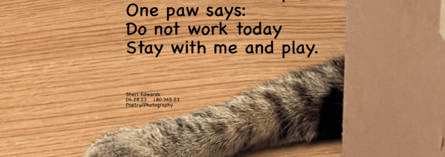 one paw is all that is seen behind a cabinet and in front of an office cha