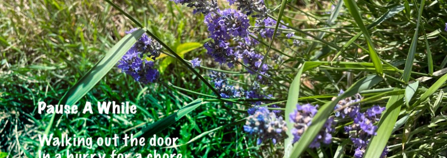 A swallowtail butterfly flies among the lavender stalks.