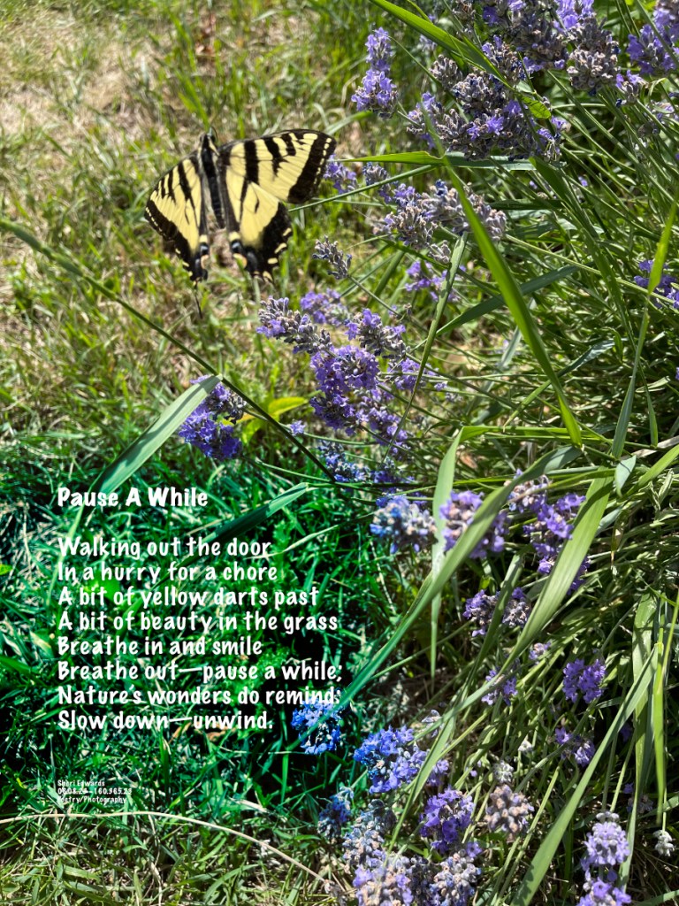 A swallowtail butterfly flies among the lavender stalks.