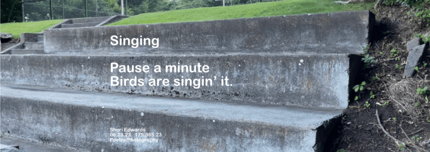 We turned back to this spot on our walk because the songbirds sang for us here— a small bird in the fence, which cannot be seen.