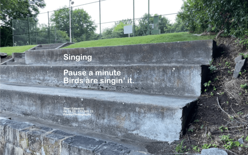 We turned back to this spot on our walk because the songbirds sang for us here— a small bird in the fence, which cannot be seen.