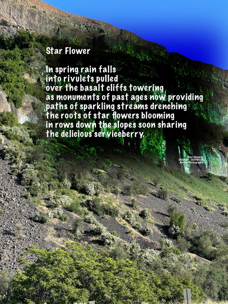 Serviceberries along the basalt cliffs of the coulee walls by Steamboat Rock State Park.