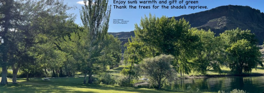 Steamboat Rock State Park, a balance of sun and shade, thanks to magnificent trees.