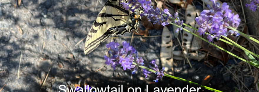 On our daily walk past the lavender behind the credit union we often see the busy bees and butterflies like this swallowtail.