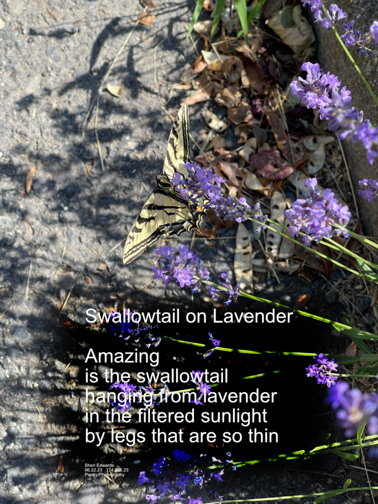 On our daily walk past the lavender behind the credit union we often see the busy bees and butterflies like this swallowtail.