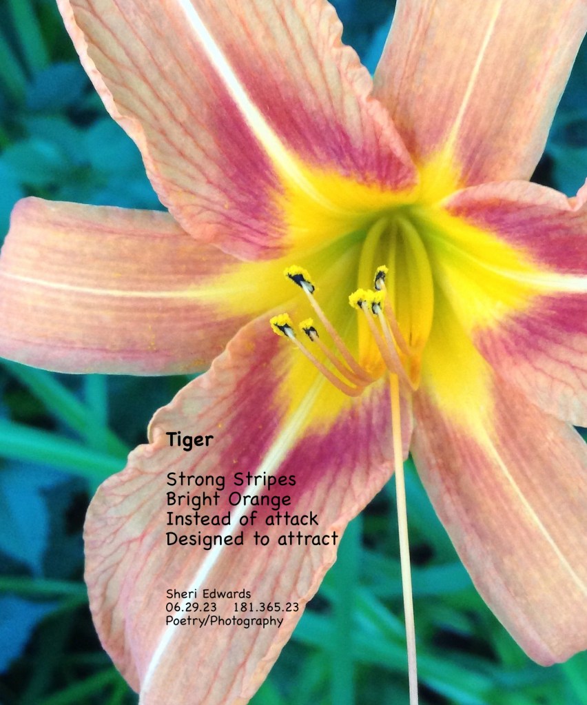Tiger Lily