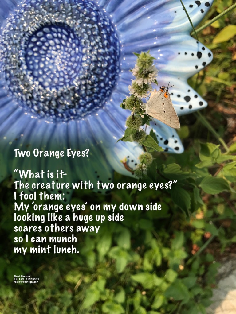 Gray Hairstreak (Strymon melinus) Butterfly on mint flower in front of ceramic flower garden ornament.