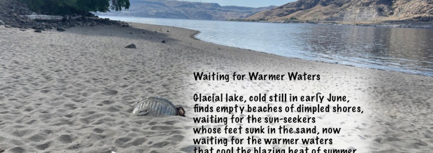 Spring Canyon beach with dimpled sand from sun-seeking, cool waters-loving people on Lake Roosevelt [Columbia River] at Lake Roosevelt National Recreation Area with log booms and anchors lost in the winter sand, waiting for higher waters after flood control measures at Grand Coulee Dam.