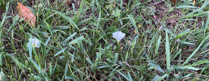 Morning glory, or field bindweed in the lawn is a weed to not allow to spread to the neighbor’s yard. It spreads by seeds, rhizomes, stem sections, roots— so it is difficult to eliminate.